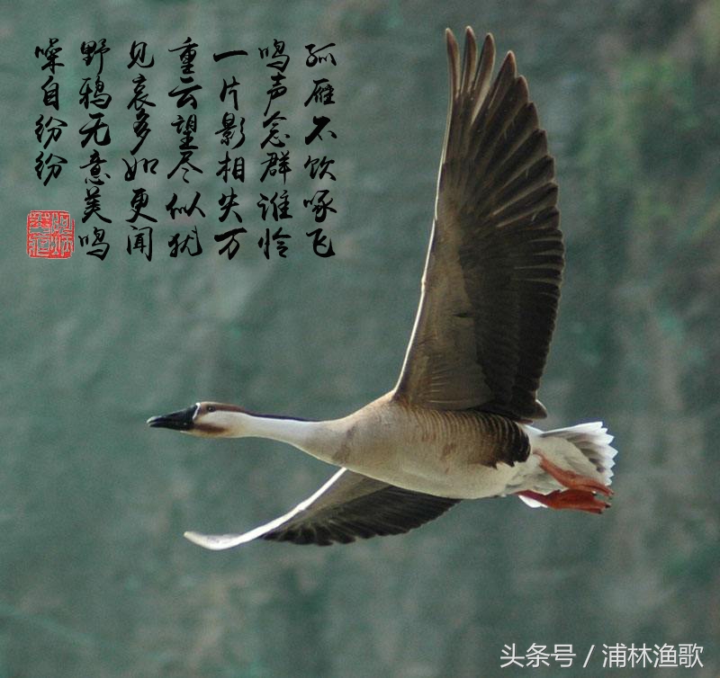 描写动物的古诗十首,十首关于动物的古诗