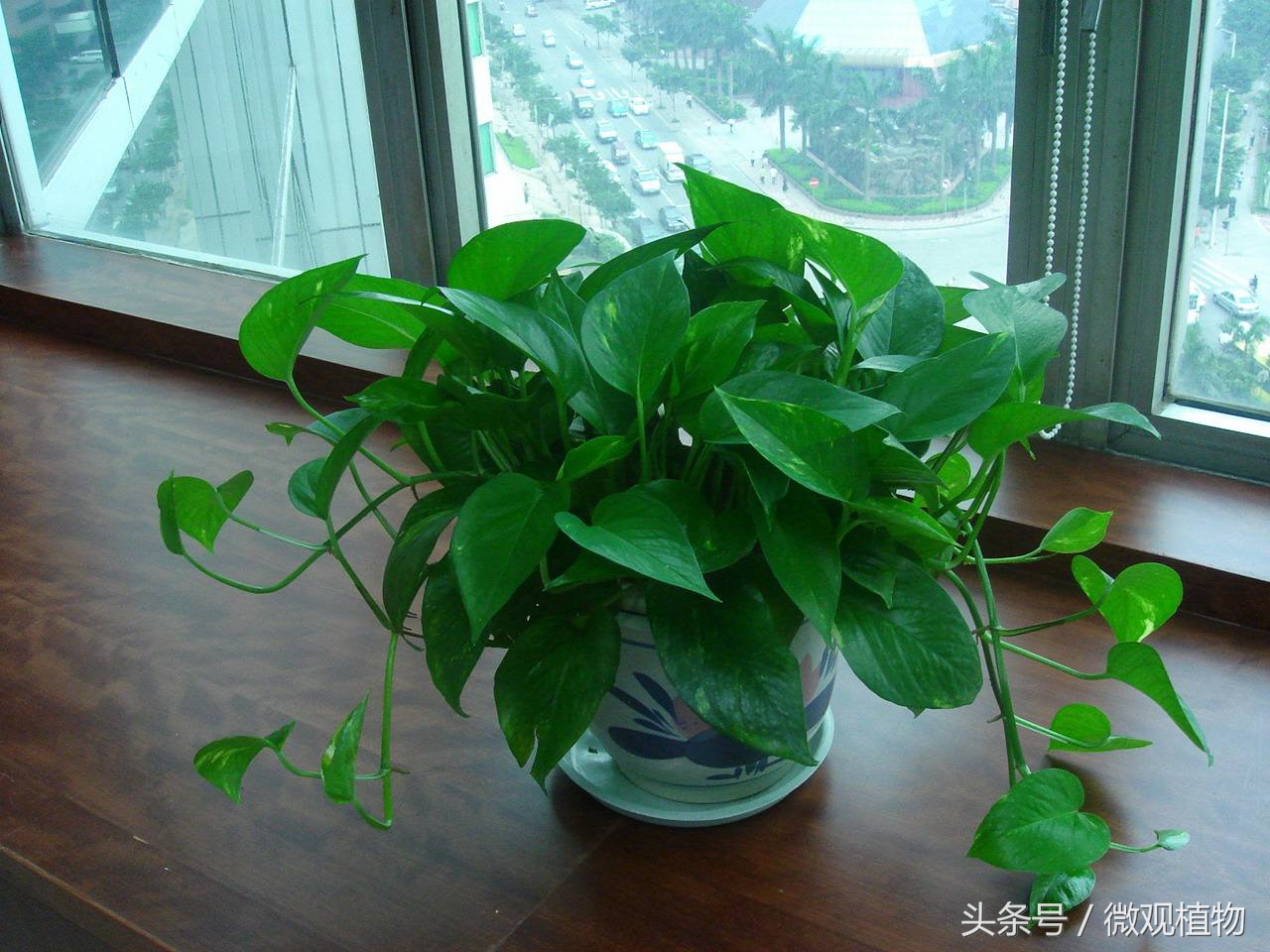 天气冷了绿萝枯萎怎么办,盆栽绿萝冬天怎么养才能安全过冬