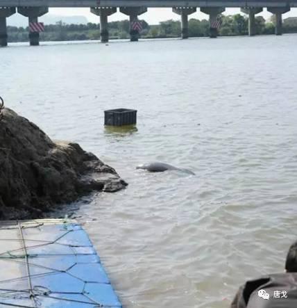 肥唐说:午睡姿势调整不好,医院手术少不了!