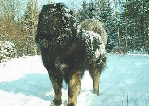 犬肠炎的治疗处方,巴哥犬得肠炎