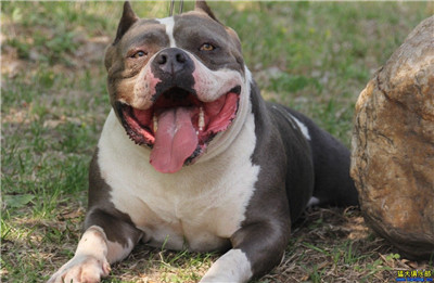 恶霸犬和比特犬有什么区别,恶霸犬和比特犬哪个更厉害