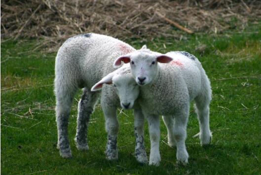 提高家畜繁殖力的主要措施有哪些,提高羊多产的方法