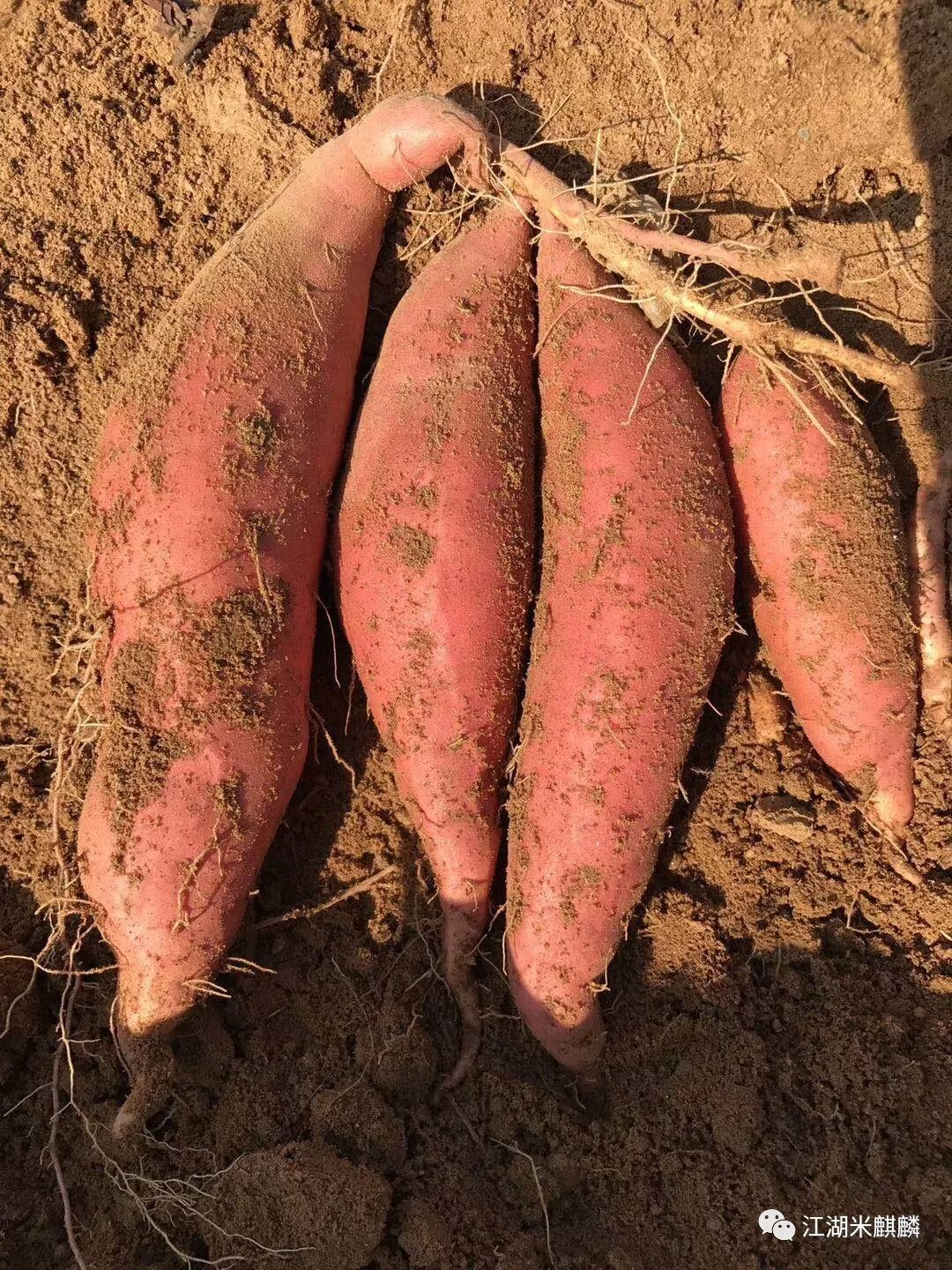 老字号烤红薯店,获嘉京城烤红薯