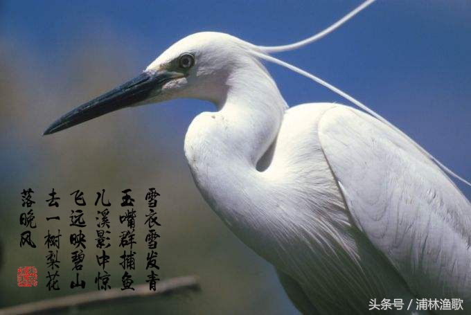 描写动物的古诗十首,十首关于动物的古诗