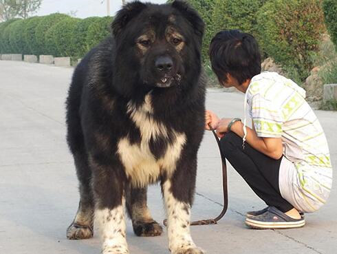 犬肠炎的治疗处方,巴哥犬得肠炎