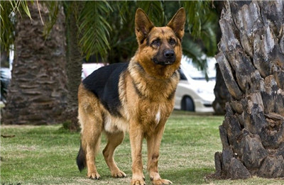 德国牧羊犬受孕后的表现,德国牧羊犬怀孕