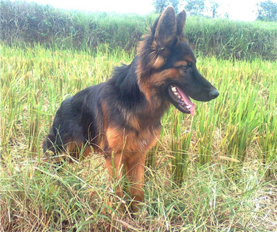 德国牧羊犬受孕后的表现,德国牧羊犬怀孕