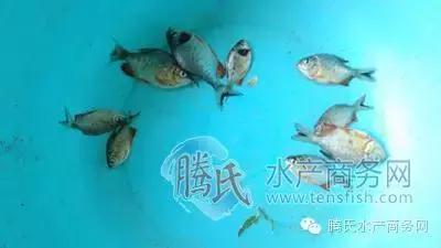 齐同俊医生年度总结,渔医齐同俊简介