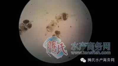 齐同俊医生年度总结,渔医齐同俊简介