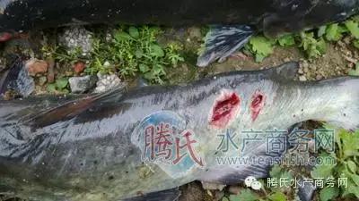 齐同俊医生年度总结,渔医齐同俊简介