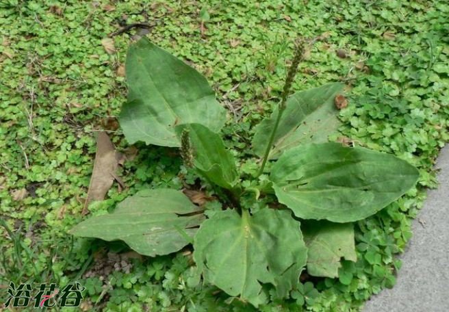 车前子的叶子的作用,车前草是一种难得的中草药