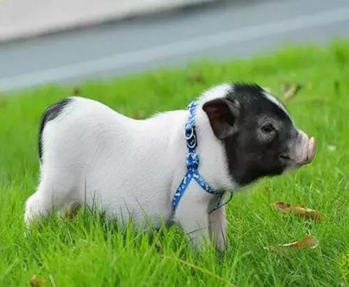 养殖巴马香猪,养殖巴马香猪需要办什么手续