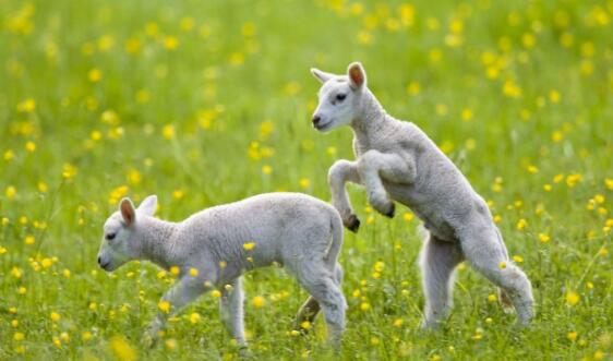 提高家畜繁殖力的主要措施有哪些,提高羊多产的方法