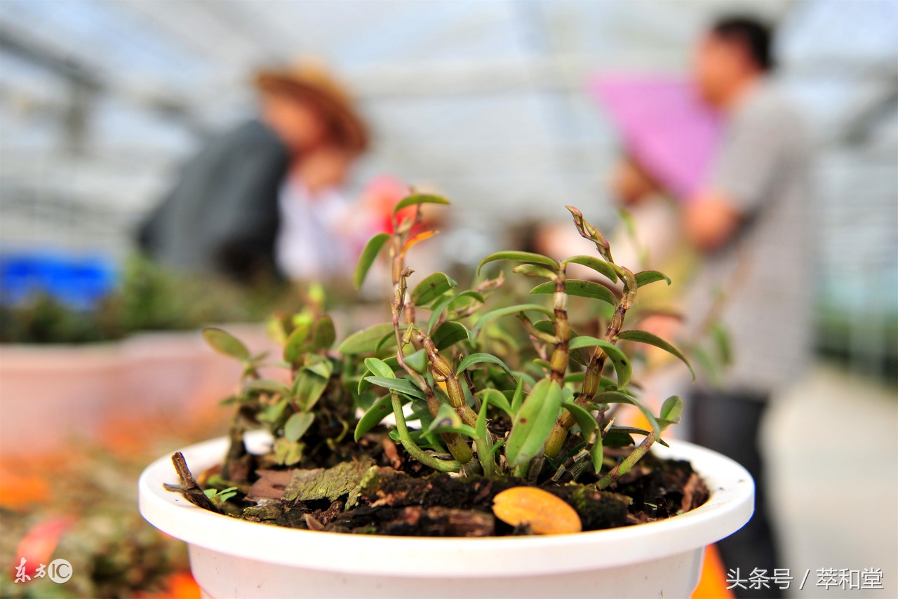 胃病反复发作难受,得了胃病怎么办