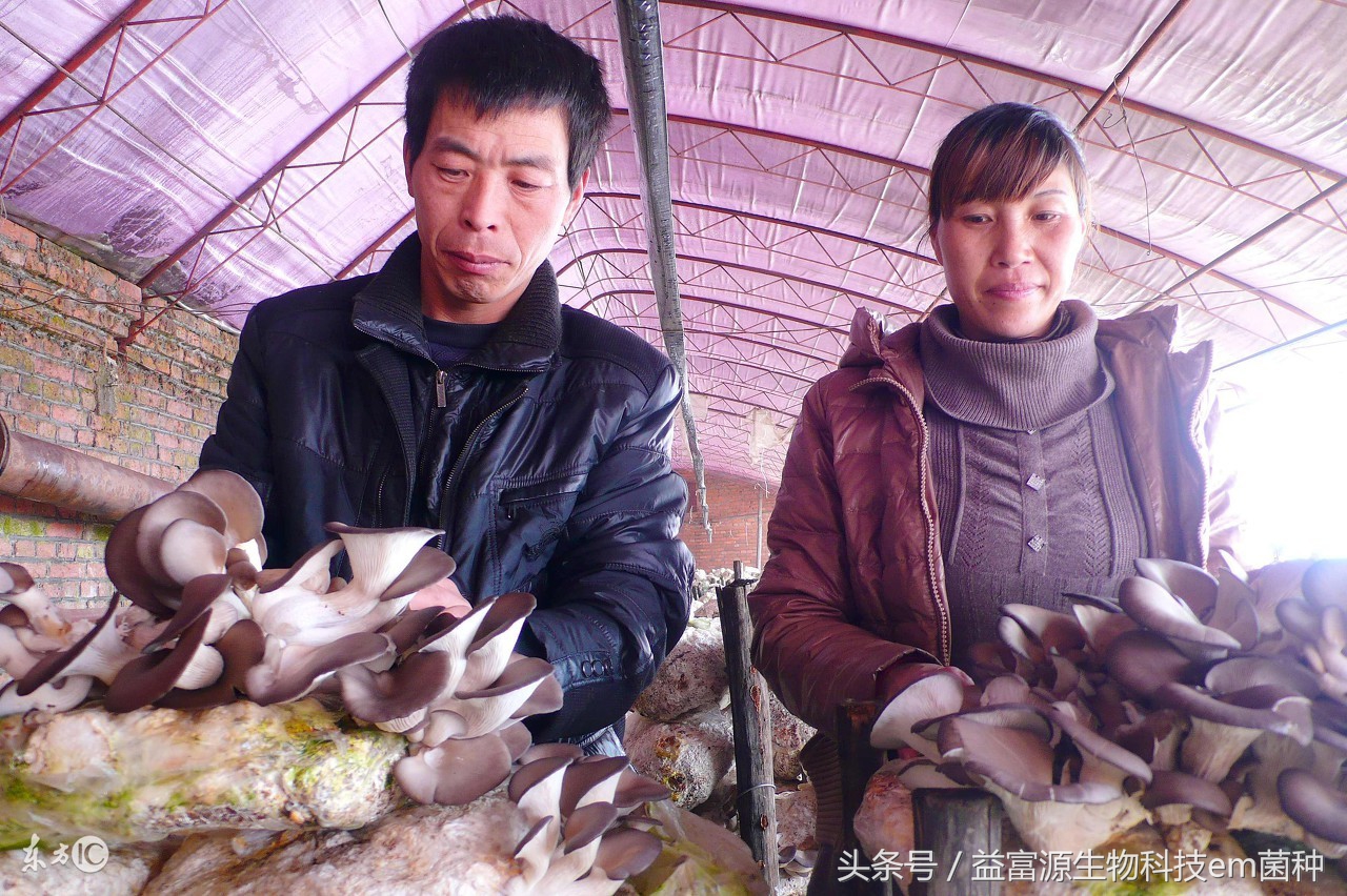 用em菌发酵麦麸,用EM菌种发酵厨余水肥