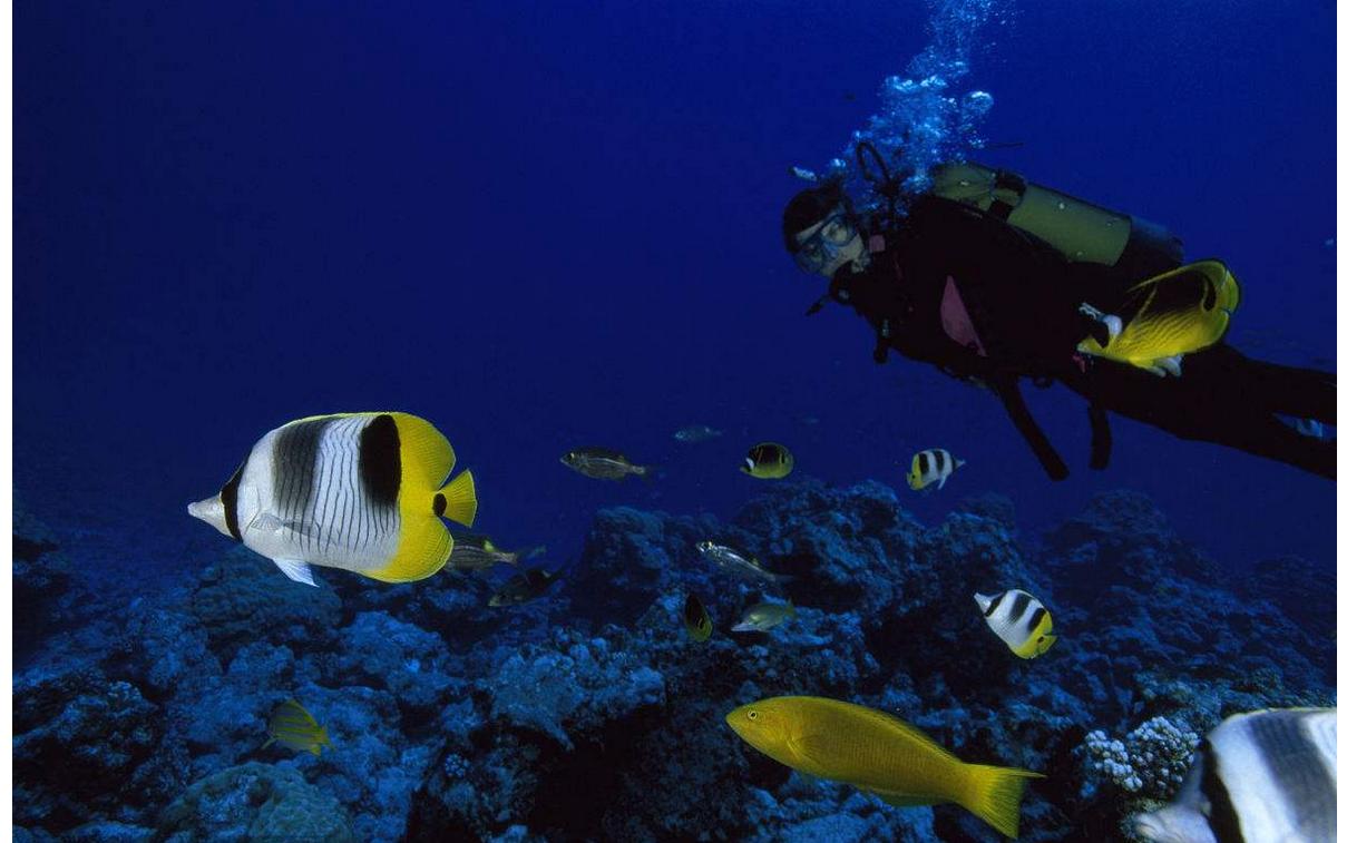 海洋中的黄金战士——澳洲法国蝶鱼（一）