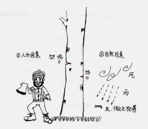 白桦茸——从寄人篱下到上房揭瓦，原来你是这样的菌宝宝