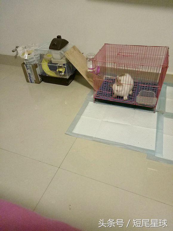 兔子老是咬薄膜怎么办,兔子老是咬食盆怎么办