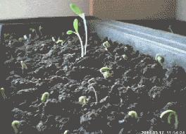 食物热量表减肥必备表,食物热量表减肥必备