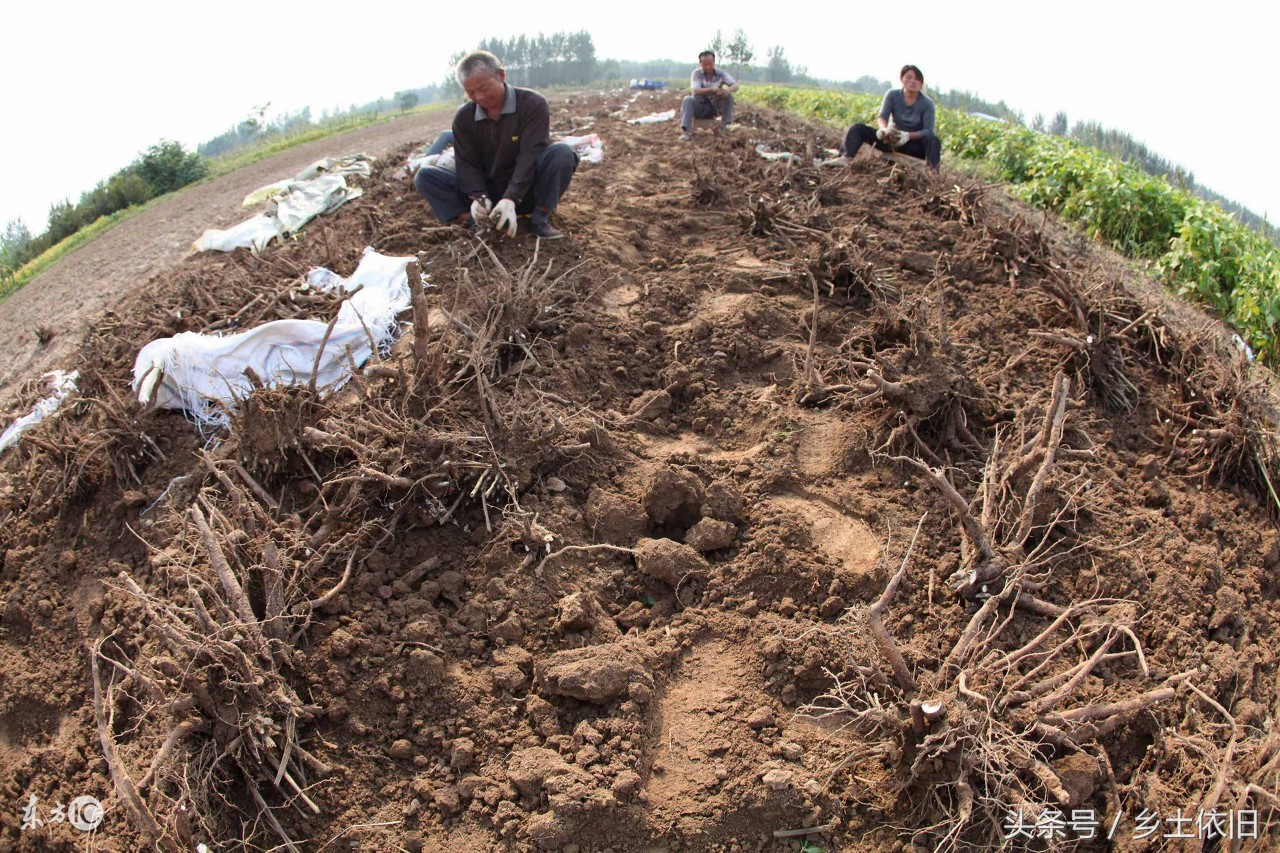 白芍常见的病虫害,种白芍杀地下害虫用什么药