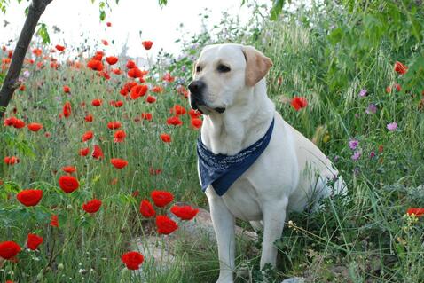拉布拉多幼犬怎么饲养,拉布拉多幼犬怎么养需要准备什么