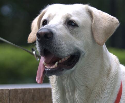 拉布拉多幼犬怎么饲养,拉布拉多幼犬怎么养需要准备什么