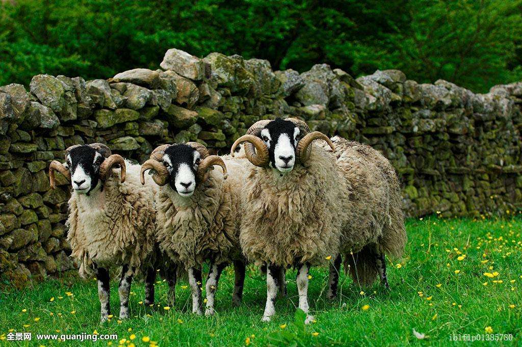 提高家畜繁殖力的主要措施有哪些,提高羊多产的方法