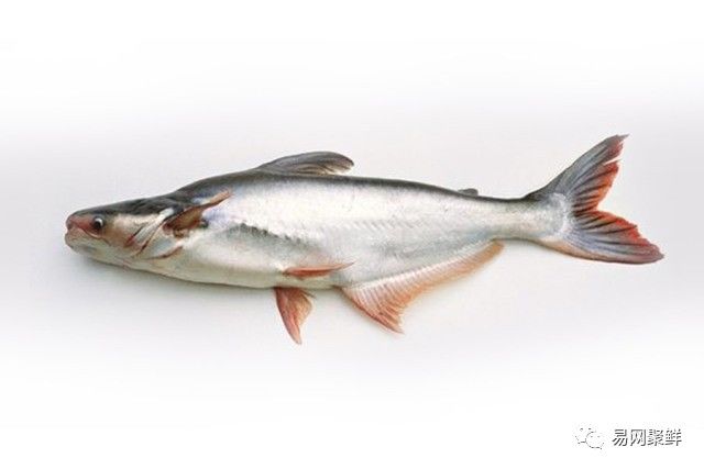 海产市场常见鱼有哪些品种,中国市场常见的进口鱼有哪些