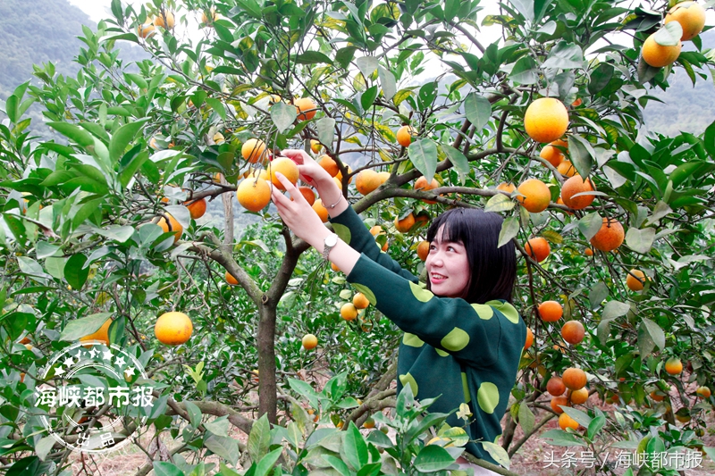 本周日海都义卖旗山脐橙