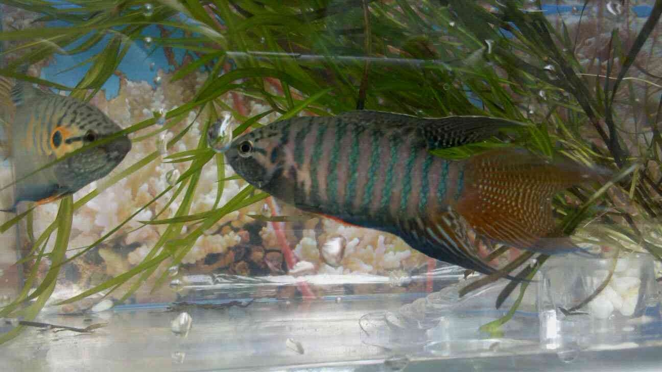 小时候抓的鱼叫什么鱼,小时候抓来养的鱼