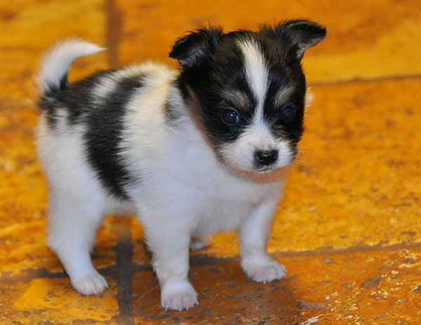 狗狗蝴蝶犬,每日一读动物小狗