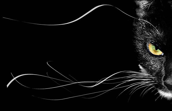 双重人格测试准确率,双重人格有哪些表现测试