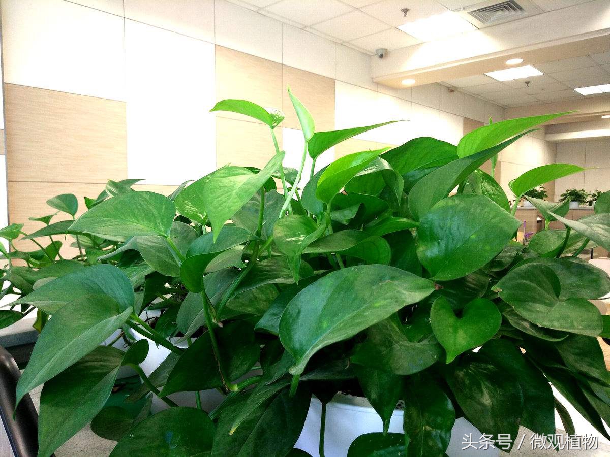 天气冷了绿萝枯萎怎么办,盆栽绿萝冬天怎么养才能安全过冬