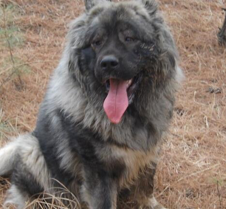 犬肠炎的治疗处方,巴哥犬得肠炎