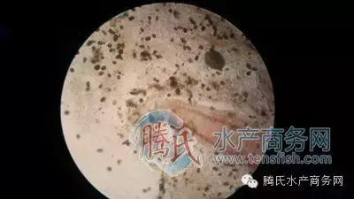 齐同俊医生年度总结,渔医齐同俊简介