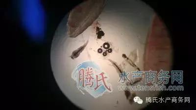 齐同俊医生年度总结,渔医齐同俊简介