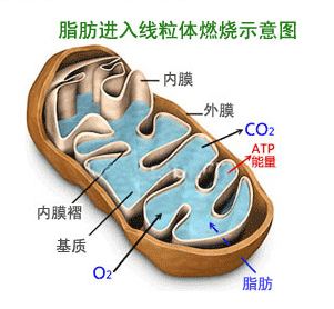 左旋肉碱的正确运动方法,左旋肉碱10000要搭配多少运动