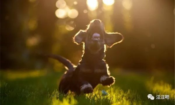 养狗不生病小技巧主人们都要知道,养狗铲屎官必知道的小知识