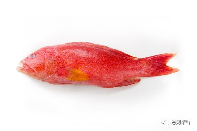 海产市场常见鱼有哪些品种,中国市场常见的进口鱼有哪些