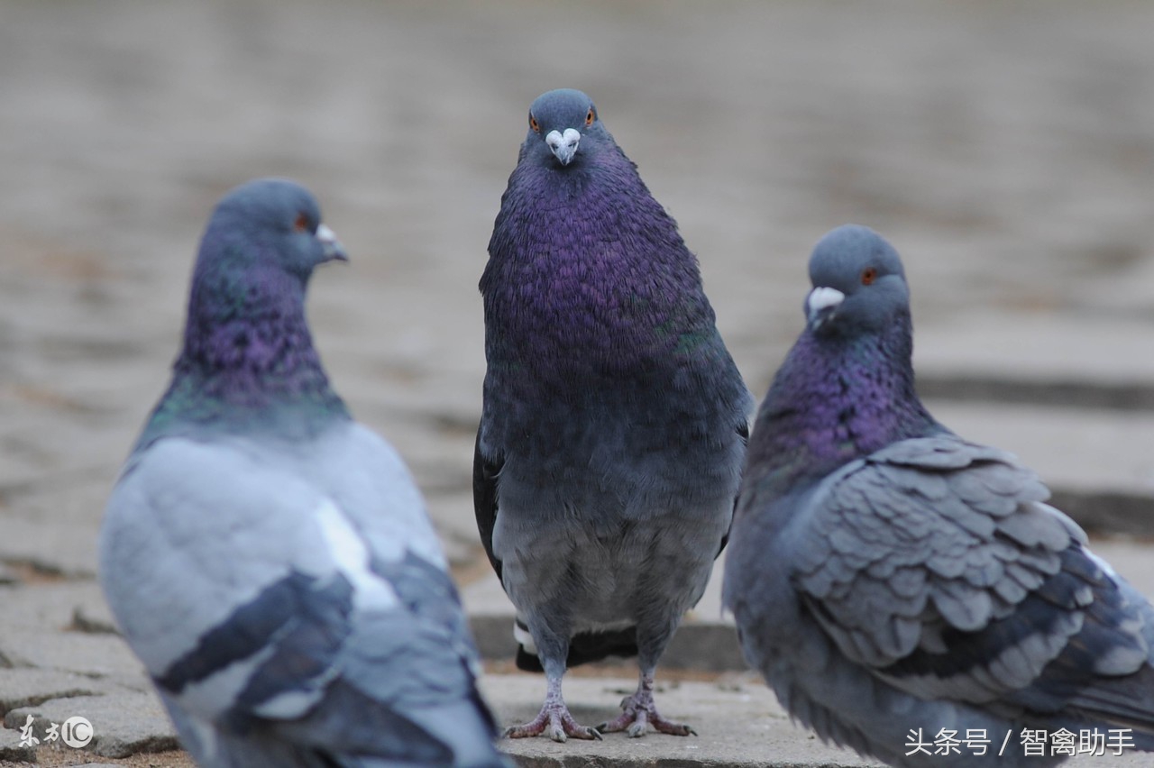 鸽子马立克,鸽子马利克怎么治疗