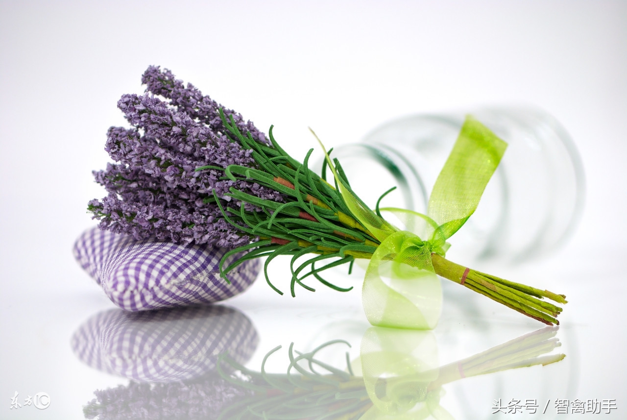 薰衣草枯死了怎么办及图片,薰衣草的病害