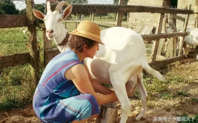 不带膻味的奶粉,奶粉有膻味怎么办