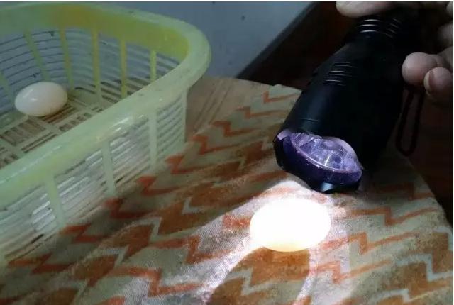 乌龟下蛋时要用什么东西帮它孵化,乌龟孵化过程中为什么出现变异