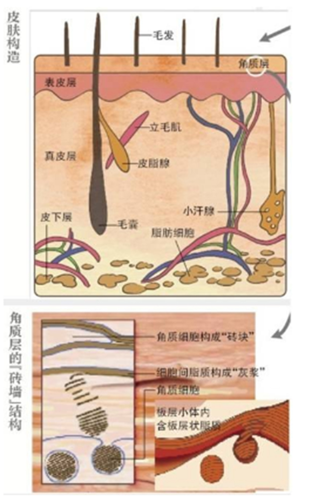 激光对皮肤正常结构的影响