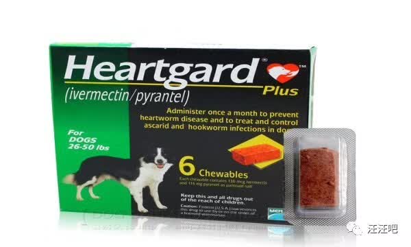 养狗不生病小技巧主人们都要知道,养狗铲屎官必知道的小知识