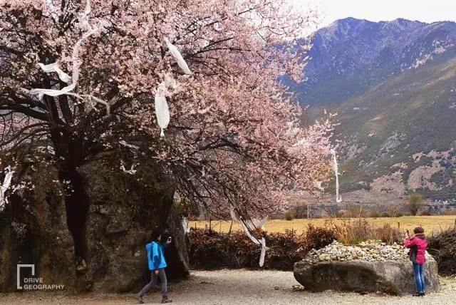 林芝为什么那么魅力,林芝深度游最佳路线
