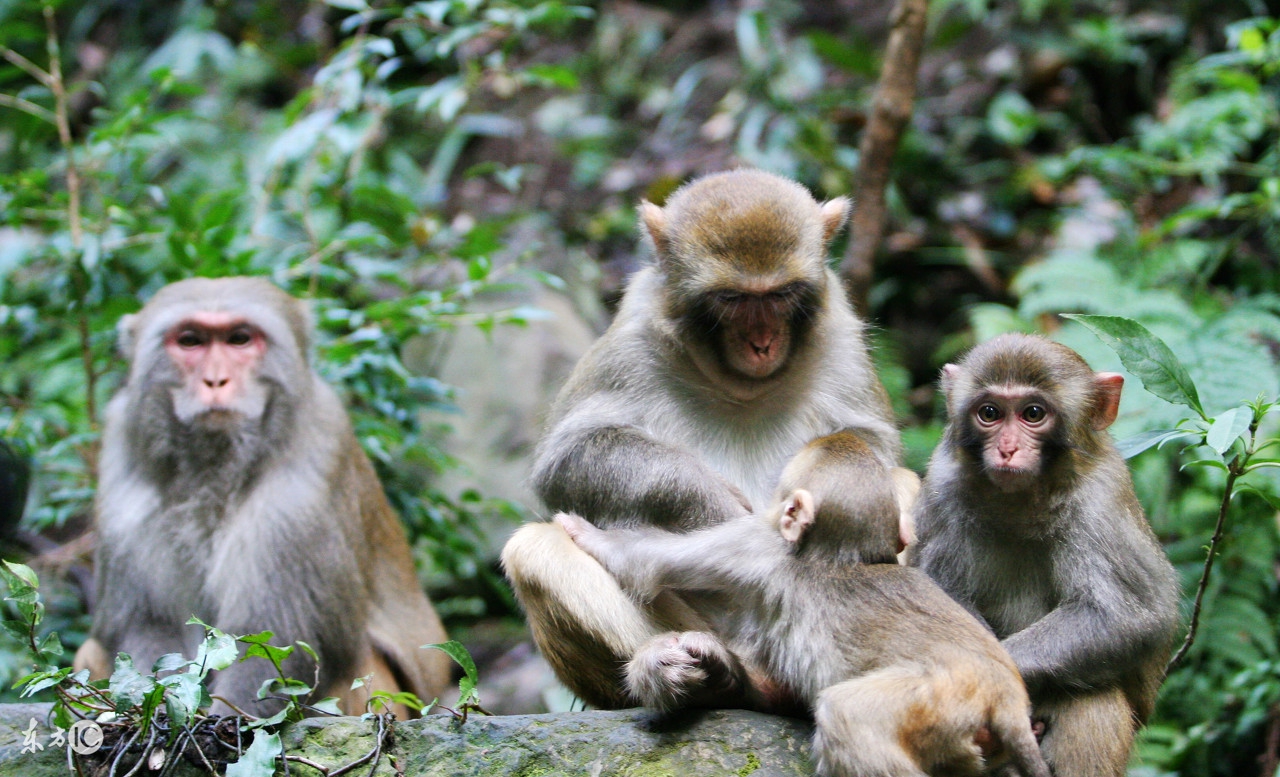 2018年属猴的运程每月运势大全,2018年生肖猴的命运如何