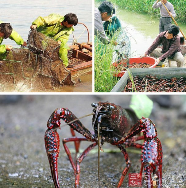 一亩小龙虾种多少伊乐藻,冬季小龙虾塘伊乐藻栽种方法