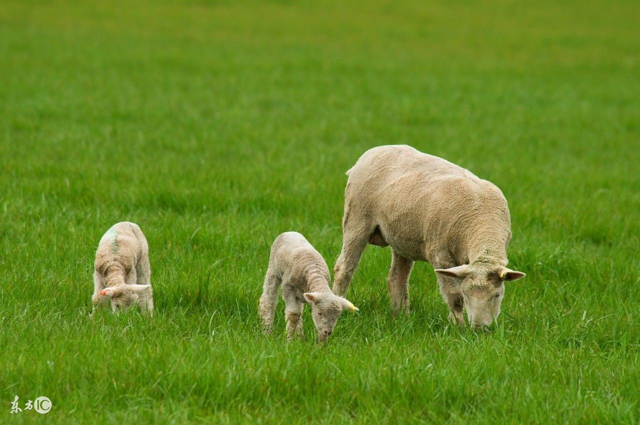 生肖羊明年运势预测，想你发“羊”财的你看过来