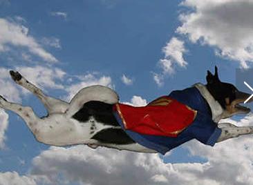 世界上最好的几只狗狗,世界上最强大的十条狗狗